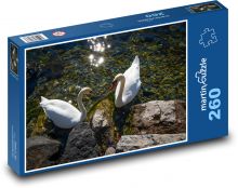 Labutě - ptáci, voda Puzzle 260 dílků - 41 x 28,7 cm