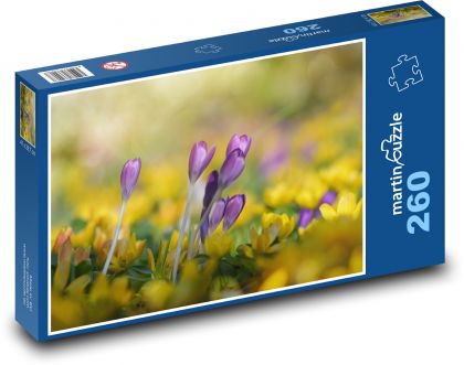Krokus - květ, příroda - Puzzle 260 dílků, rozměr 41x28,7 cm