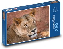 Lvice - Afrika, zvíře Puzzle 260 dílků - 41 x 28,7 cm