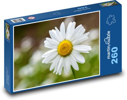 Heřmánek - květina, jaro - Puzzle 260 dílků, rozměr 41x28,7 cm