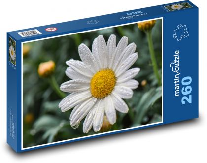 Daisy - flower, spring - Puzzle 260 pieces, size 41x28.7 cm 