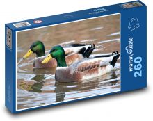 Kačer - ptáci, voda Puzzle 260 dílků - 41 x 28,7 cm