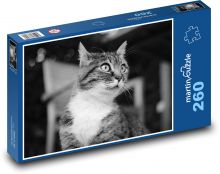 Kočka - zvíře, kocourek Puzzle 260 dílků - 41 x 28,7 cm
