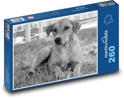 Dog on grass - Puzzle 260 pieces, size 41x28.7 cm 