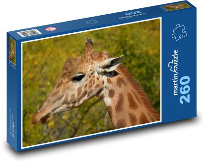 Giraffe - animal, mammal - Puzzle 260 pieces, size 41x28.7 cm 