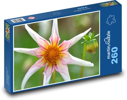 Jiřina - kvet, príroda - Puzzle 260 dielikov, rozmer 41x28,7 cm