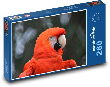 Papoušek - pták, zobák - Puzzle 260 dílků, rozměr 41x28,7 cm