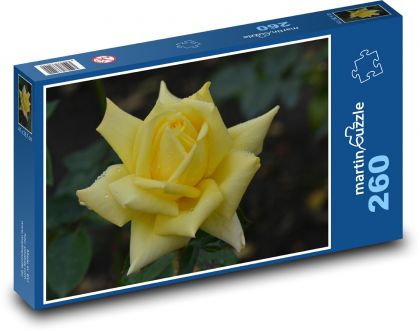 Ruža - kvet, žltá - Puzzle 260 dielikov, rozmer 41x28,7 cm