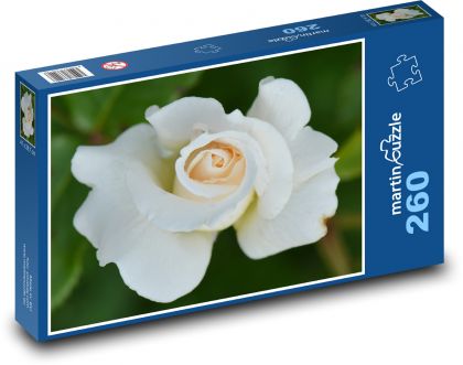 Růže - květ, bílá - Puzzle 260 dílků, rozměr 41x28,7 cm