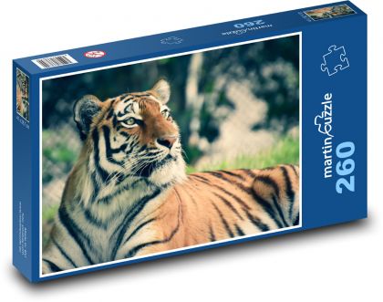 Ussuri tiger  - Puzzle 260 pieces, size 41x28.7 cm 