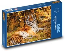 Tiger - beast, predator Puzzle 260 pieces - 41 x 28.7 cm 