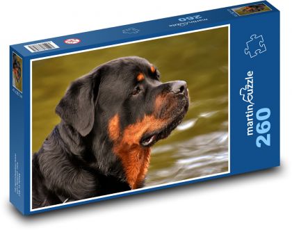 Rotvajler - pes, zvíře - Puzzle 260 dílků, rozměr 41x28,7 cm
