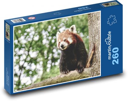 Red panda - Puzzle 260 pieces, size 41x28.7 cm 
