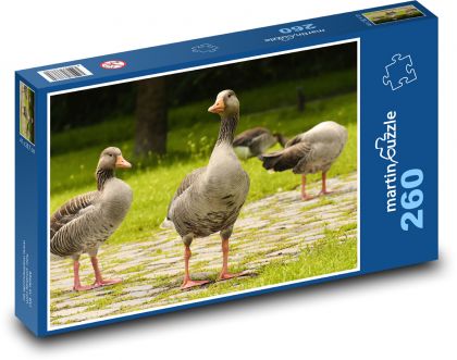 Husy - divoké, ptáci - Puzzle 260 dílků, rozměr 41x28,7 cm