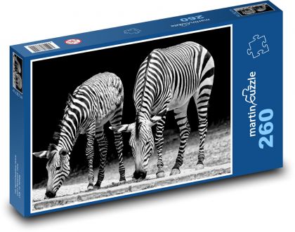 Zebras - Africa, zoo - Puzzle 260 pieces, size 41x28.7 cm 