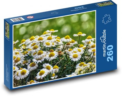 Sedmikrásky - květ, zahrada - Puzzle 260 dílků, rozměr 41x28,7 cm