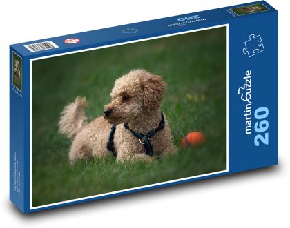 Poodle - domestic dog - Puzzle 260 pieces, size 41x28.7 cm 