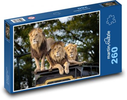Lion - predator, animal - Puzzle 260 pieces, size 41x28.7 cm 