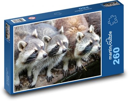 Szopy pracze - zwierzęta, zoo - Puzzle 260 elementów, rozmiar 41x28,7 cm