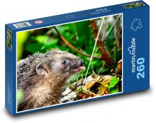 Jeż - zwierzę, las Puzzle 260 elementów - 41x28,7 cm