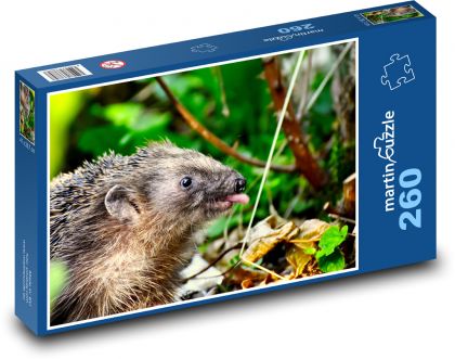 Hedgehog - animal, forest - Puzzle 260 pieces, size 41x28.7 cm 