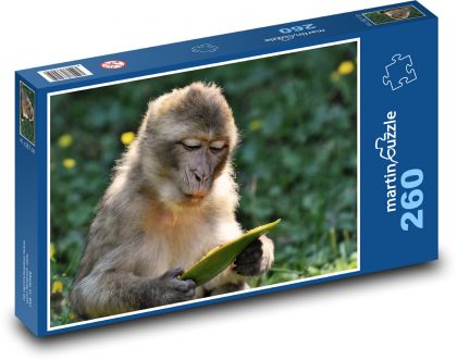 Barbarský makak - opice, zvíře - Puzzle 260 dílků, rozměr 41x28,7 cm