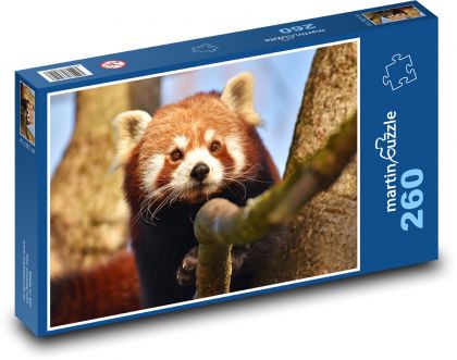 Červená panda - zviera, medveď - Puzzle 260 dielikov, rozmer 41x28,7 cm