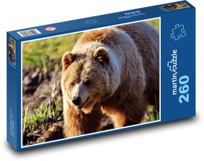 Medvěd hnědý - savec, zvíře - Puzzle 260 dílků, rozměr 41x28,7 cm