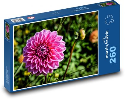 Ružová georgína - záhradný kvet, jeseň - Puzzle 260 dielikov, rozmer 41x28,7 cm