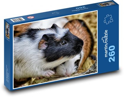 Morče - mláďata, hlodavec - Puzzle 260 dílků, rozměr 41x28,7 cm