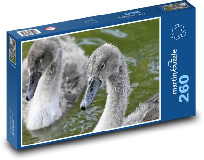 Schwäne - junger Wasservogel - Puzzle - 260 Teile