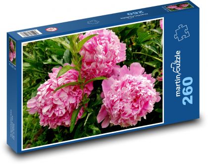 Růžová pivoňka - květ, zahrada - Puzzle 260 dílků, rozměr 41x28,7 cm