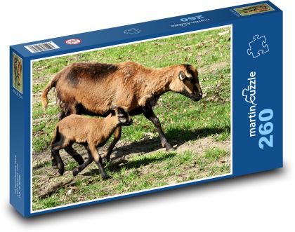 Sheep - lamb, cub - Puzzle 260 pieces, size 41x28.7 cm 