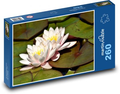 Water lilies - aquatic plants, pond - Puzzle 260 pieces, size 41x28.7 cm 
