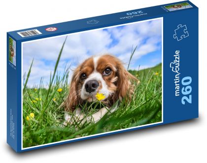 Pies - słodki szczeniak - Puzzle 260 elementów, rozmiar 41x28,7 cm
