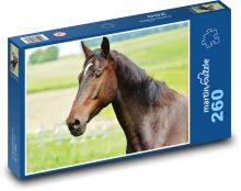 Horse - stallion, farm Puzzle 260 pieces - 41 x 28.7 cm 
