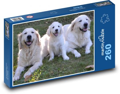 Golden retriever - psy, szczeniak - Puzzle 260 elementów, rozmiar 41x28,7 cm