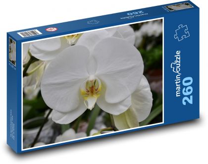 Bílá orchidej - květina, květ - Puzzle 260 dílků, rozměr 41x28,7 cm