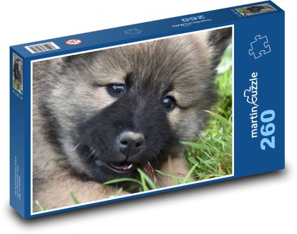 Pies - Eurasier, szczeniak - Puzzle 260 elementów, rozmiar 41x28,7 cm