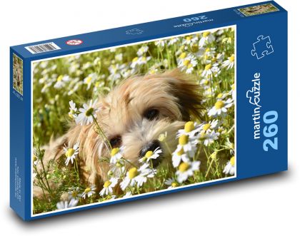 Havana dog - stokrotki, łąka - Puzzle 260 elementów, rozmiar 41x28,7 cm