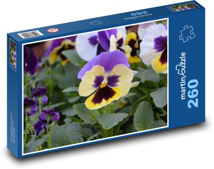 Pansy - flower, garden - Puzzle 260 pieces, size 41x28.7 cm 