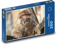 Makak - małpa, zwierzę Puzzle 260 elementów - 41x28,7 cm