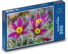 Koniklec - květ, jaro Puzzle 260 dílků - 41 x 28,7 cm
