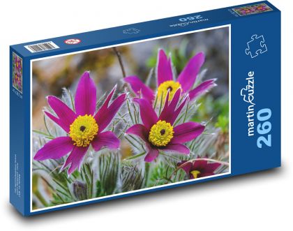 Koniklec - květ, jaro - Puzzle 260 dílků, rozměr 41x28,7 cm