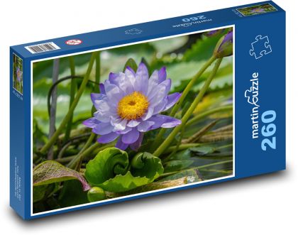 Lotosový květ - květina, rybník - puzzle 260 dílků