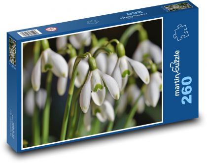 Snowdrops - flower, spring - Puzzle 260 pieces, size 41x28.7 cm 