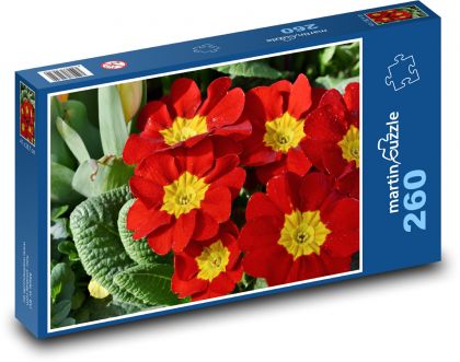 Primule - petrklíč, jarní květina - Puzzle 260 dílků, rozměr 41x28,7 cm
