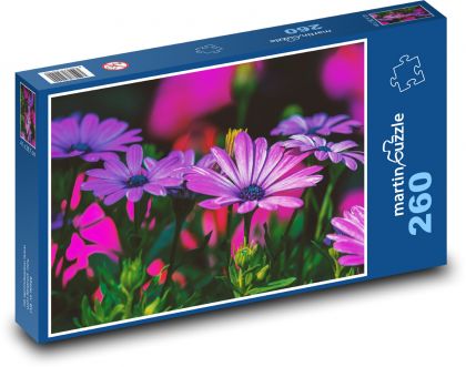 Kopretina - fialový květ, zahrada - Puzzle 260 dílků, rozměr 41x28,7 cm