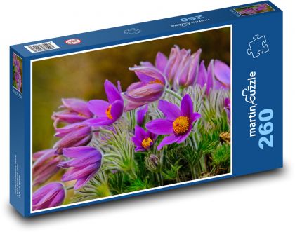 Krokus - fialový květ, jaro - Puzzle 260 dílků, rozměr 41x28,7 cm