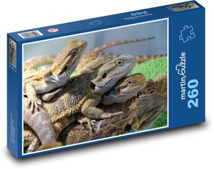 Jašterica - agama, plaz - Puzzle 260 dielikov, rozmer 41x28,7 cm